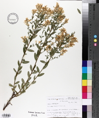 Genista tinctoria image