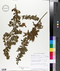 Genista monspessulana image