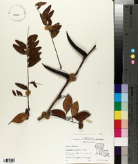 Gleditsia aquatica image