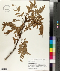 Gleditsia aquatica image