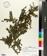 Gleditsia aquatica image