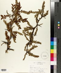 Gleditsia aquatica image