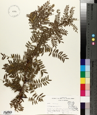 Gleditsia aquatica image