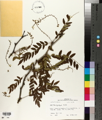 Gleditsia aquatica image