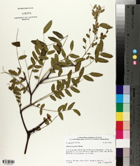 Gleditsia aquatica image