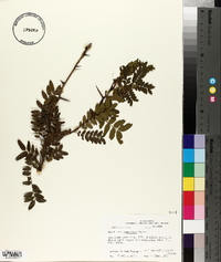 Gleditsia aquatica image