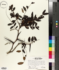 Gleditsia aquatica image