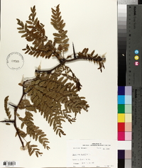 Gleditsia aquatica image