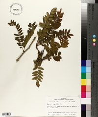 Gleditsia aquatica image