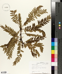 Gleditsia aquatica image