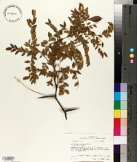 Gleditsia aquatica image