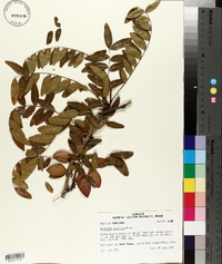 Gleditsia aquatica image