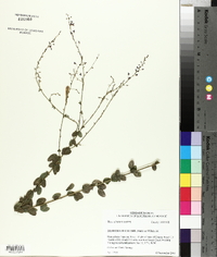 Desmodium ciliare image