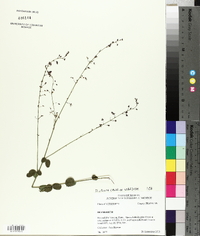 Desmodium ciliare image