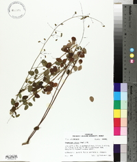 Desmodium ciliare image