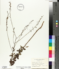 Desmodium ciliare image