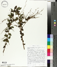 Desmodium ciliare image