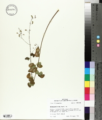 Desmodium ciliare image