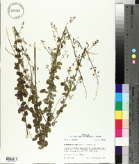 Desmodium ciliare image