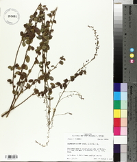 Desmodium ciliare image