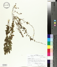 Desmodium ciliare image