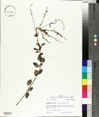 Desmodium ciliare image