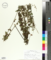 Desmodium ciliare image