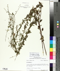 Desmodium ciliare image