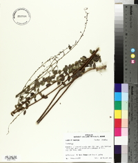 Desmodium ciliare image