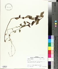 Desmodium ciliare image