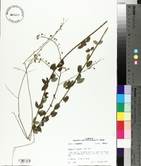 Desmodium ciliare image