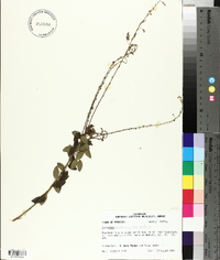 Desmodium ciliare image