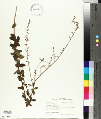 Desmodium ciliare image