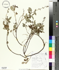 Desmodium incanum var. incanum image