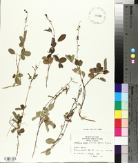 Desmodium incanum var. incanum image