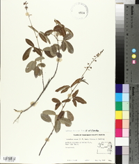 Desmodium incanum var. incanum image