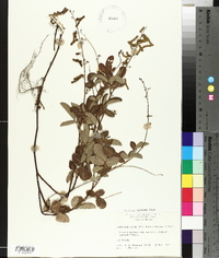 Desmodium incanum var. incanum image