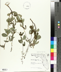 Desmodium incanum var. incanum image