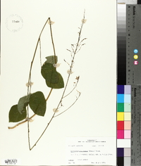 Hylodesmum glutinosum image