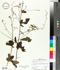 Desmodium glabellum image