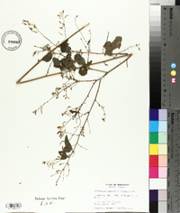 Desmodium glabellum image