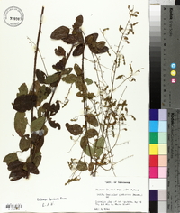 Desmodium glabellum image