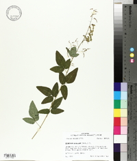 Desmodium glabellum image