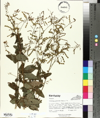 Desmodium glabellum image