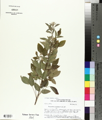 Desmodium glabellum image