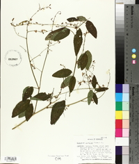 Desmodium glabellum image