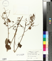 Desmodium fernaldii image