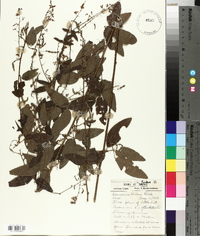 Desmodium dillenii image