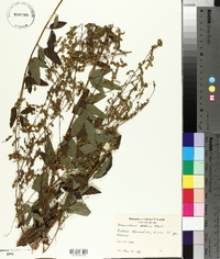 Desmodium dillenii image