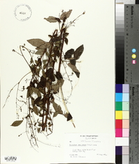 Desmodium cuspidatum image